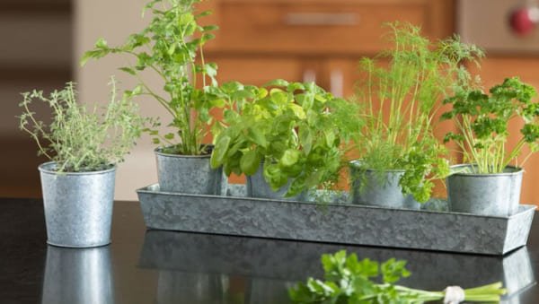 How to Grow Herbs in Small Indoor Spaces