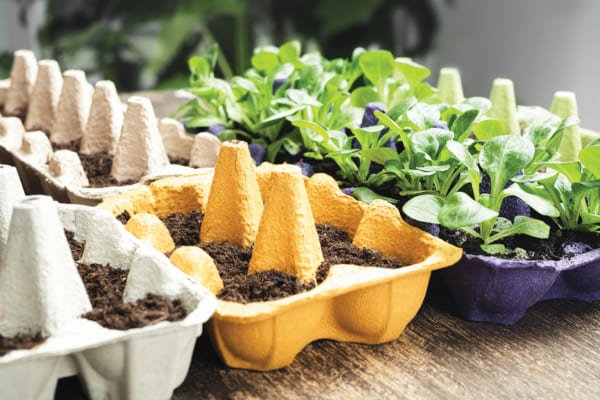 Budget Gardening: Growing Your Own Food for Under $50